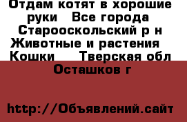 Отдам котят в хорошие руки - Все города, Старооскольский р-н Животные и растения » Кошки   . Тверская обл.,Осташков г.